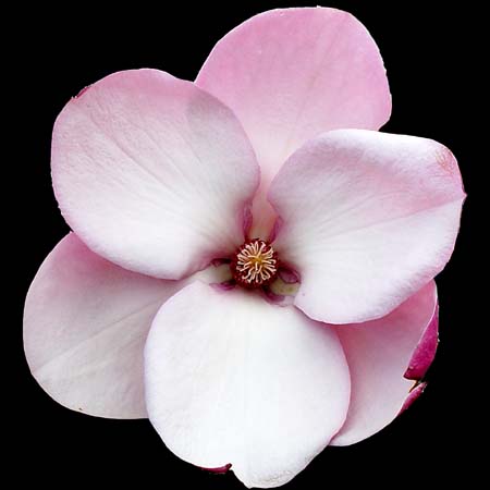 Magnolia verbanica