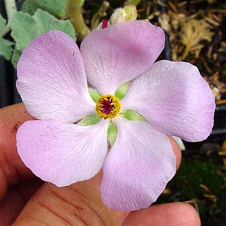 Malacothamnus orbiculatus