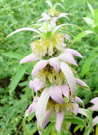 Monarda punctata