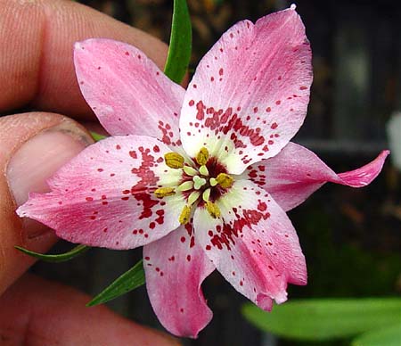 Nomocharis hyb