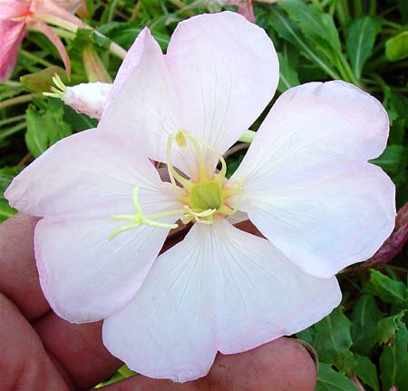 Oenothera caespitosa running form