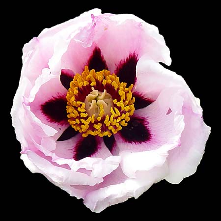 Paeonia aff Suffruticosa (Rockii) halda