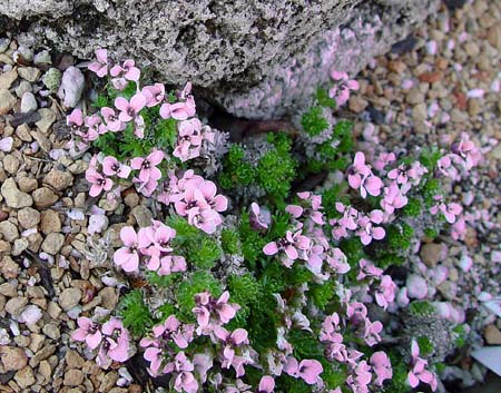 Petrocallis pyrenaica