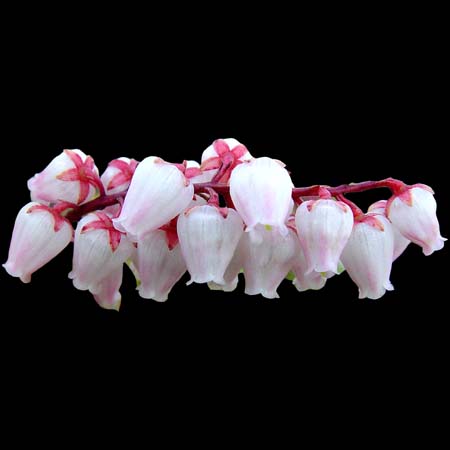 Pieris japonica 'Valley Rose'