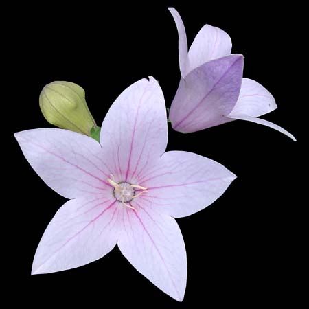 Platycodon grandiflorum Fujii Pink