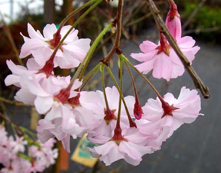 Prunus pendula higrafted on mackii