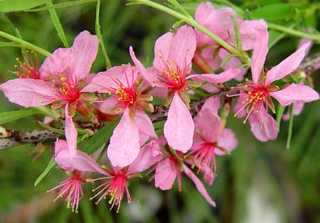 Prunus tenella