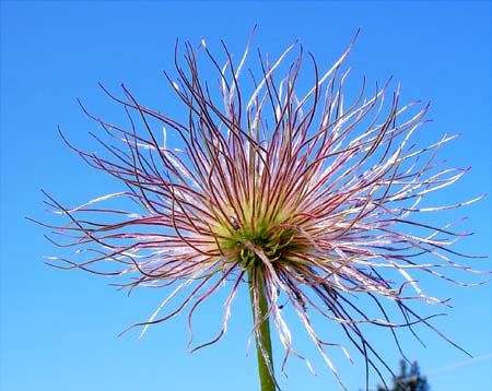 Pulsatilla vulgaris seed head