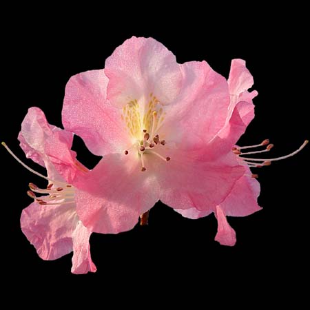Rhododendron 'Airy Fairy'