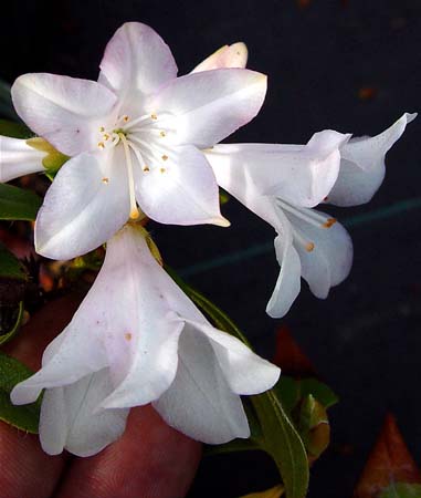 Rhododendron 'Dora Amatas'