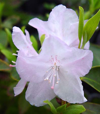 Rhododendron 'Pioneer Silvery pink'