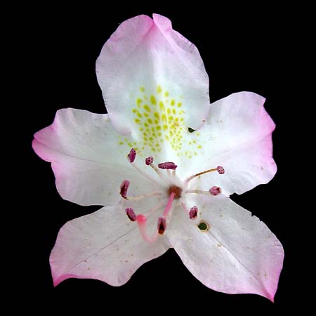 Rhododendron catawbiense late flowering ex punnett