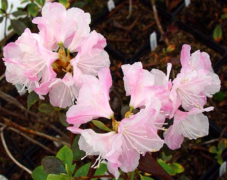 Rhododendron'Pioneer Silvery Pink'