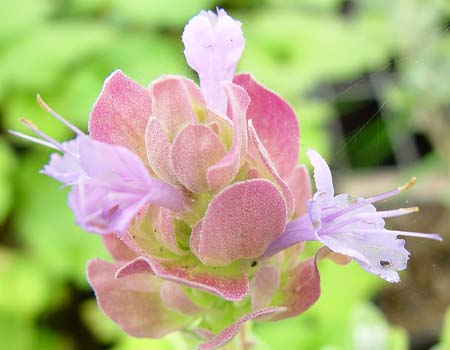 Salvia pachyphylla