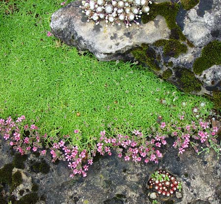 Saponaria pulvinaris