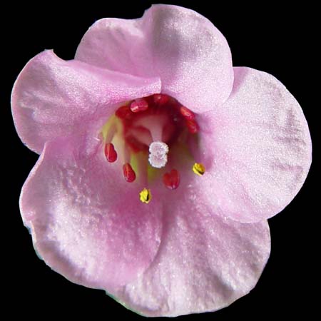 Saxifraga myra cleenup