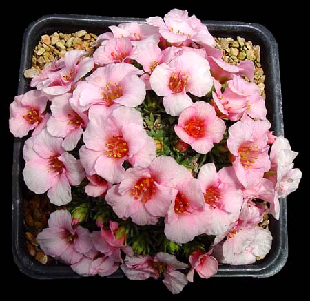 Saxifraga x 'Hluboka'