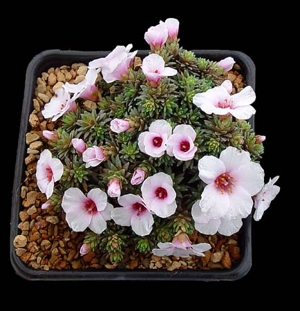Saxifraga x 'Sarka'