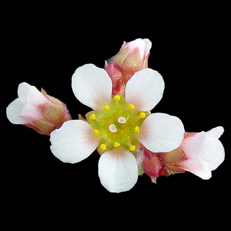 Saxifraga x biasoletii 'Chrystalie'