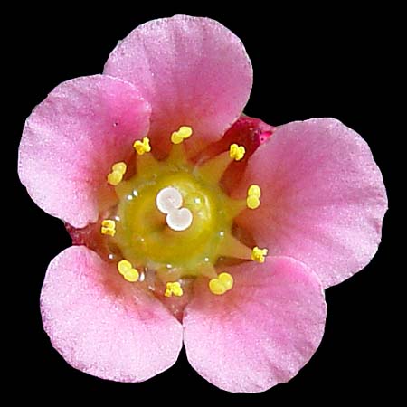 Saxifraga x biasoletii