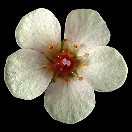 Saxifraga x boydilacina 'Penelope' closeup