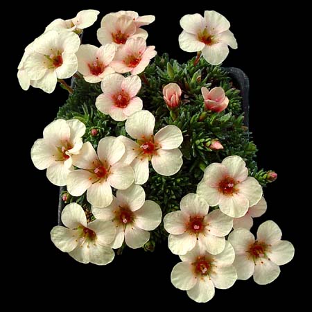 Saxifraga x boydilacina 'Penelope'
