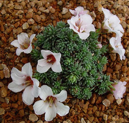 Saxifraga x ingwersenii 'Simplicity' 3.jpg