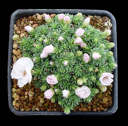 Saxifraga x irvingii 'Lusanna'