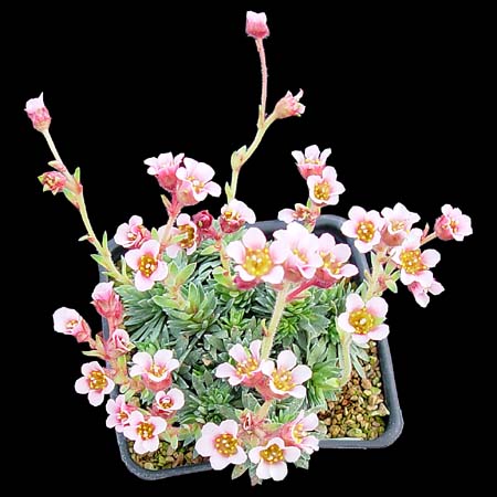 Saxifraga x kellereri 'Johann Kellerer'