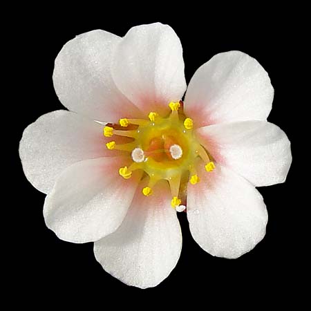 Saxifraga x landaueri 'Schleicheri'