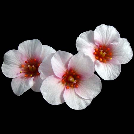 Saxifraga x megaseaeflora 'Jan Naruda'