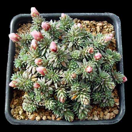 Saxifraga x megaseaeflora 'Karel Capek'