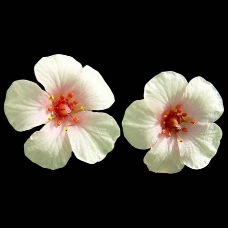 Saxifraga x megaseaeflora 'Vladimir'