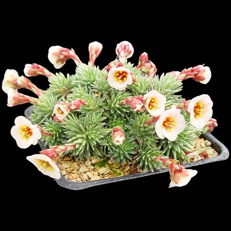 Saxifraga x millstreamiana 'Luna'