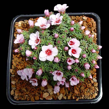 Saxifraga x petraschii