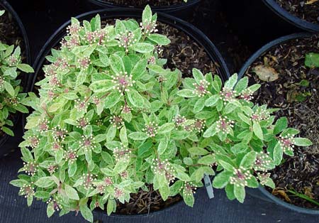 Spirea 'pink ice'