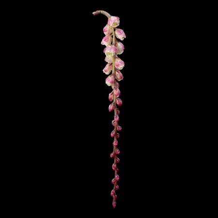 Stachyurus praecox rubriflora