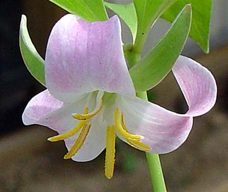 Trillium catesbei