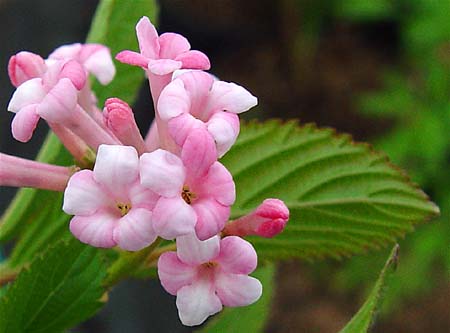 Viburnum x bodnatense 'Pink Dawn'