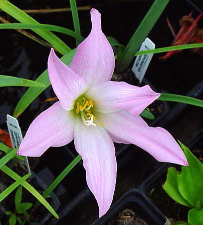Zephyranthes grandiflora