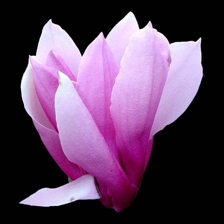 magnolia betty