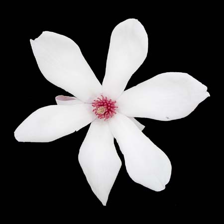 magnolia witches broom open