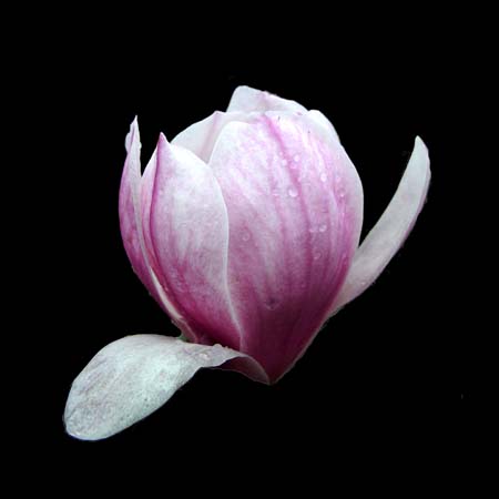 magnolia witches broom
