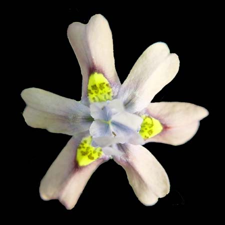 morea papilionacaea