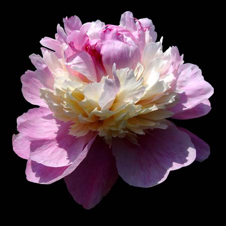 paeonia hyb sorbet