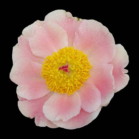 paeonia intersectional fantana