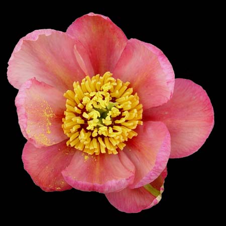 paeony delavayi
