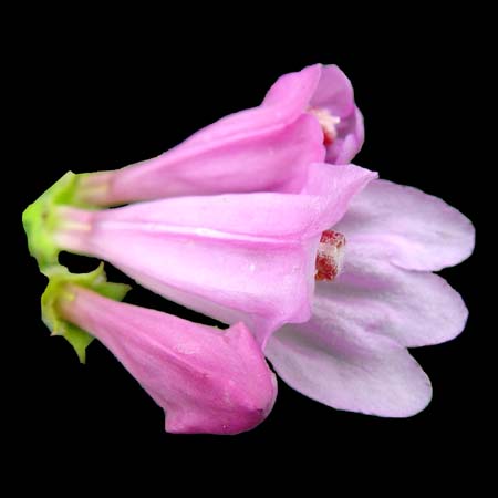penstemon pink holly trio cleenup