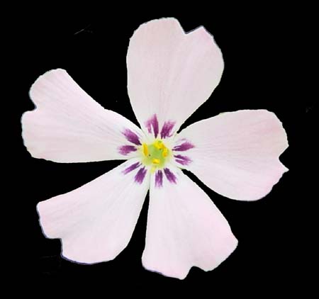 phlox sunrise