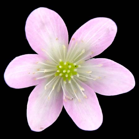pink hepatica